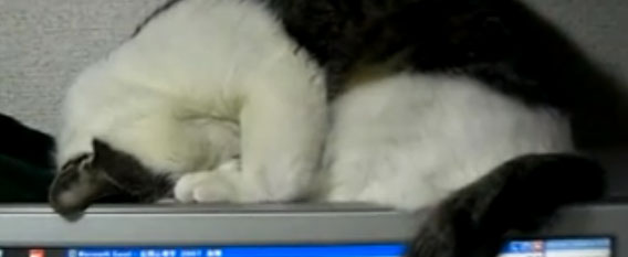 土下座をしながら眠る猫のごめん寝映像5連発 カラパイア