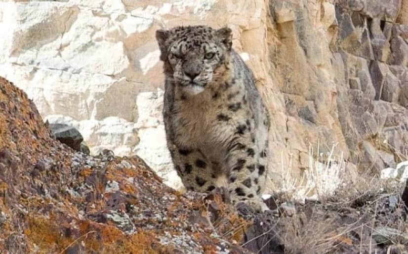 ユキヒョウの擬態能力がすごすぎた この写真の中からユキヒョウを探せ カラパイア ユキヒョウの擬態能力がすごすぎた この写真の中からユキヒョウを探せ カラパイア