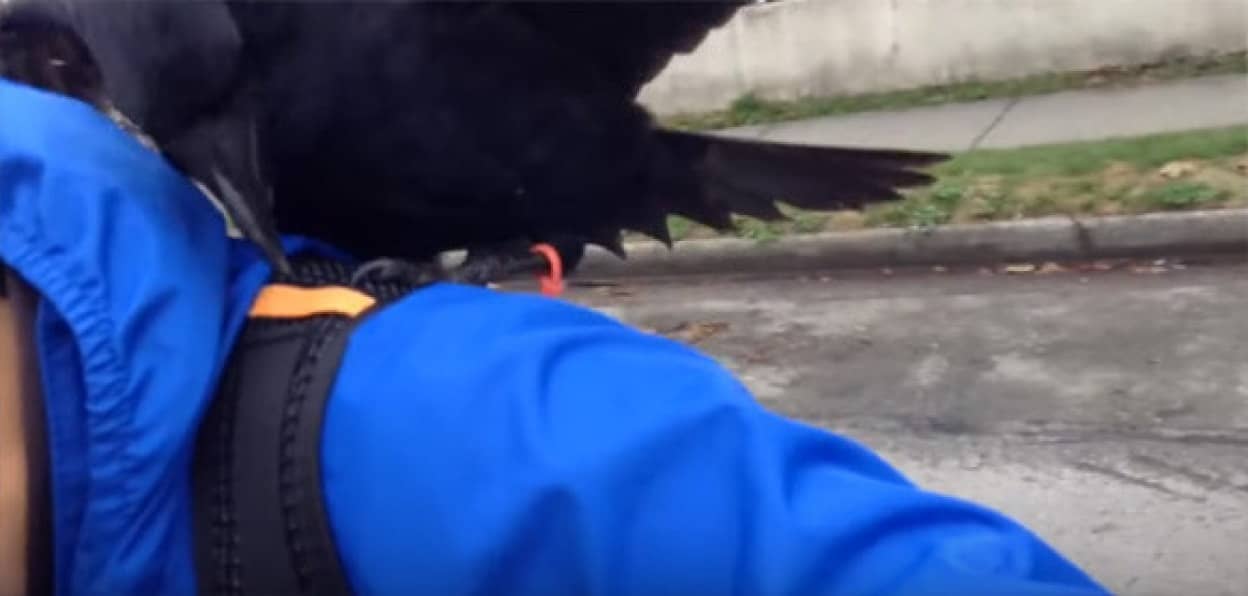 げに怖しやカラス使い 見ず知らずの男性を襲わせる カラパイア げに怖しやカラス使い 見ず知らずの男性を襲わせる カラパイア