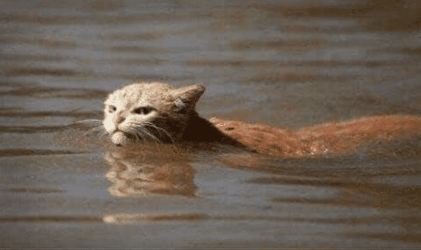 カワウソが水中を泳いでる！？いいえ違います、それは猫です 