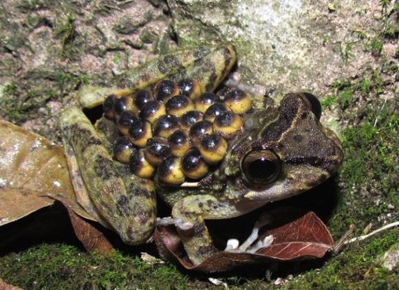 コモリガエル越え 赤ちゃんガエルを背中にしょって子育てするカエル カラパイア