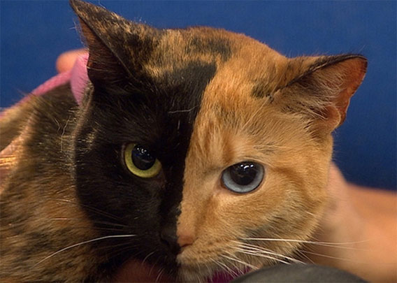 2つの顔を持つキメラな猫 顔半分がまったく違う柄の猫 ヴィーナスさんの謎に迫る カラパイア