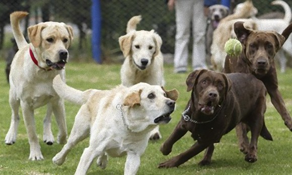 うれしいときだけじゃないよ 犬が尻尾を振る様々な理由 カラパイア