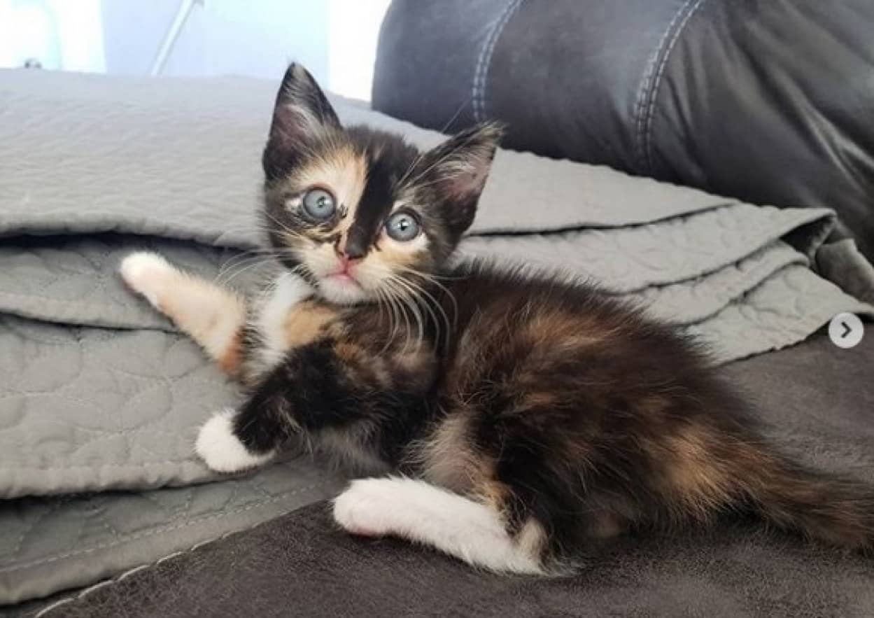 子猫のSOS