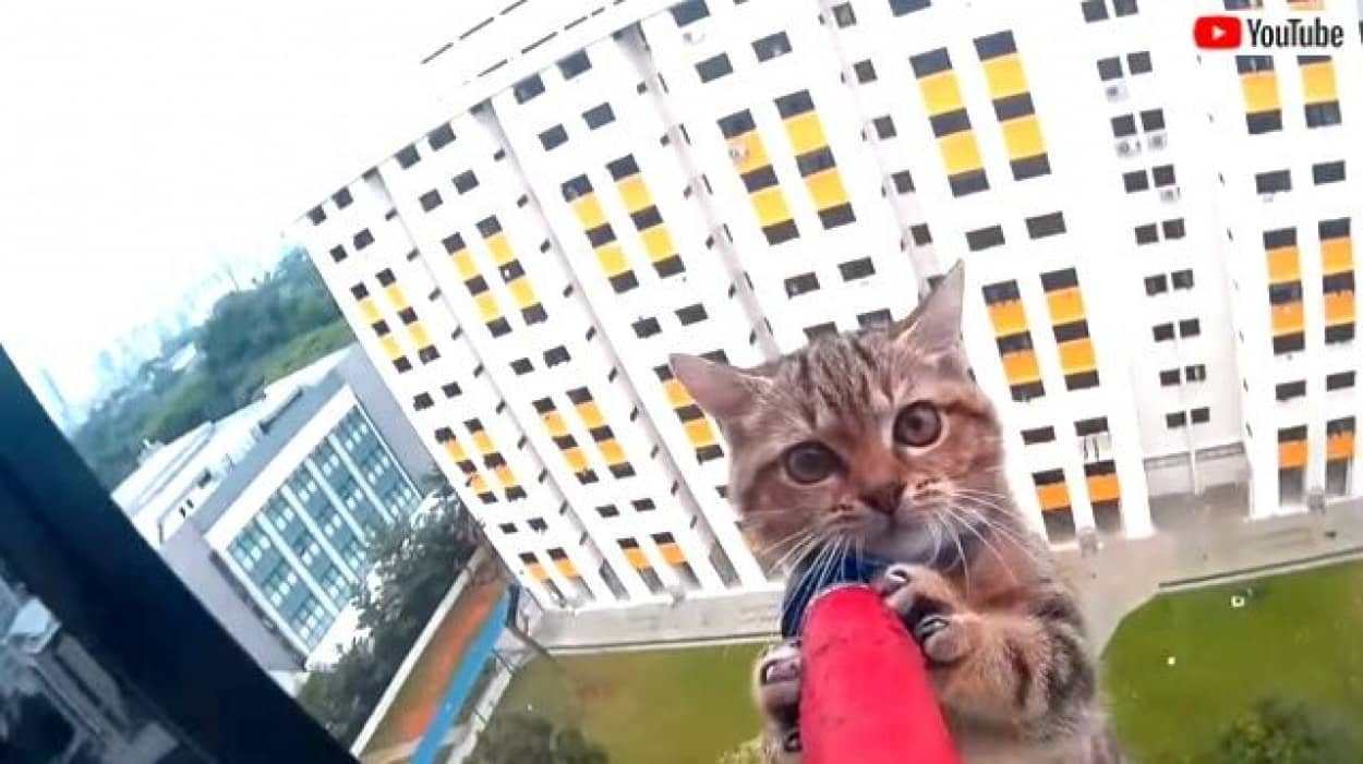 子猫が窓の外にいる 危機一髪 12階の窓から落ちた猫の救出劇 カラパイア 子猫が窓の外にいる 危機一髪 12階の窓から落ちた猫の救出劇 カラパイア
