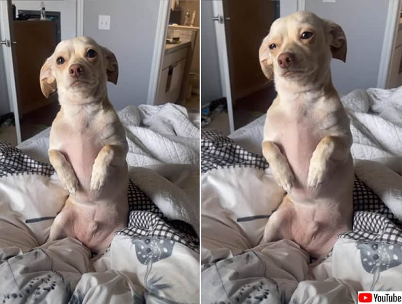 会社に行くのが辛すぎる 出かけようとすると悲しそうな顔をする犬 カラパイア