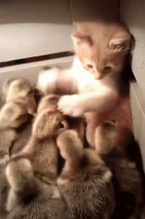 子猫がアヒルのヒナ軍団に興味を持った 飼育箱に自ら突入し おしくらまんじゅう状態に カラパイア