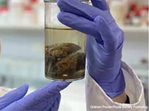 人間の脳は環境次第で1万2000年保存可能であることが新たな研究で明らかに