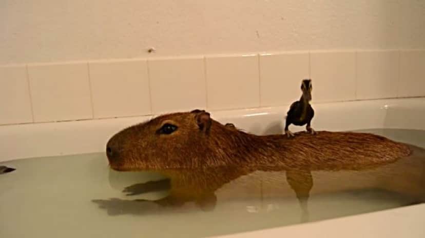 capybara1