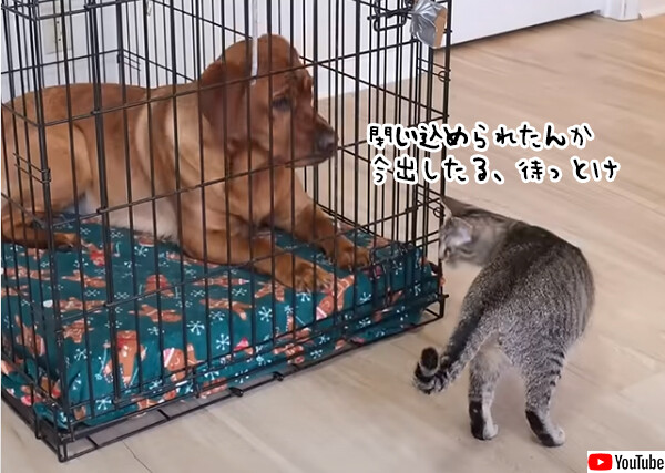 犬が教わったことは全てできる猫、犬をケージから脱出させる