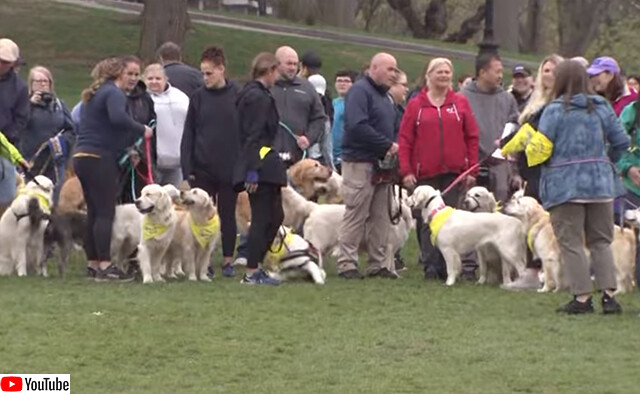 100匹以上のゴールデンレトリバーがボストンマラソン会場に集結、亡くなったマスコット犬を悼むため