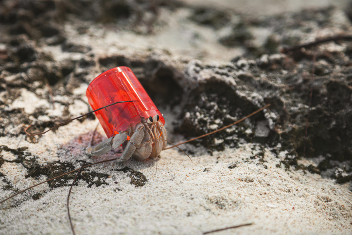 世界中のヤドカリが、貝殻からプラスチックごみの家に住み替えた