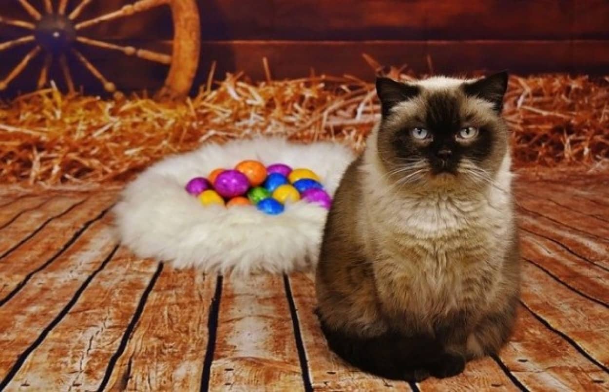 TikTokで流行中の猫卵チャレンジ