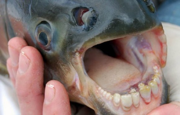 人をも殺せる殺傷力を持つ水中に潜む10の魚リスト カラパイア