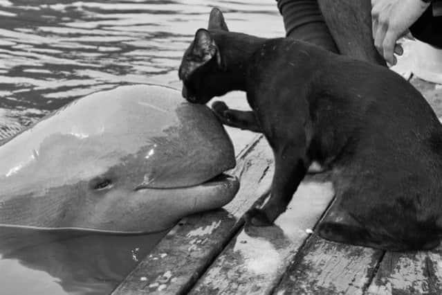 大好き って思ったら自然にこうなっちゃった キスする動物たちの写真を総集編でどうぞ カラパイア 大好き って思ったら自然にこうなっちゃった キスする動物たちの写真を総集編でどうぞ カラパイア