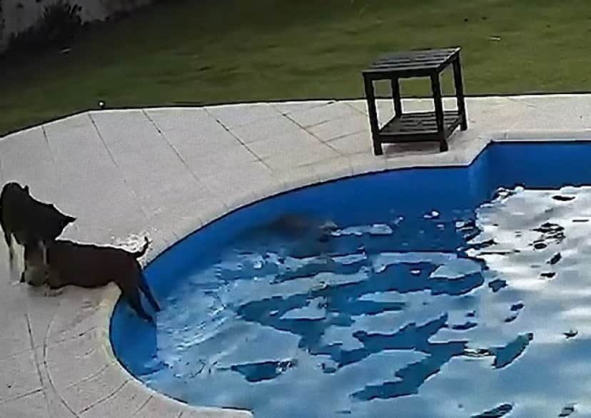 pool5_e