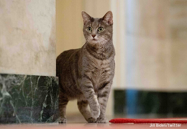 ホワイトハウスにファーストキャットがやって来た！バイデン大統領夫人が猫を迎え入れたことを報告