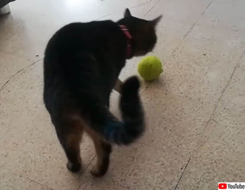 これは新しい テニスボールの遊び方を犬に伝授する猫 カラパイア これは新しい テニスボールの遊び方を犬に伝授する猫 カラパイア