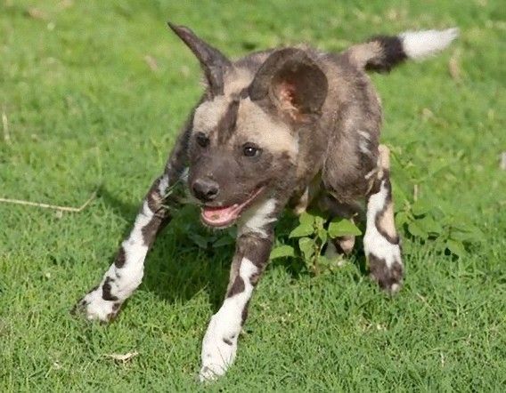 まだら模様のオオカミの異名を持つ リカオン の子どもたち カラパイア