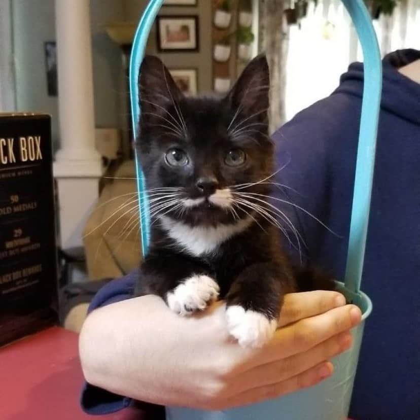 kitten-7 (1)
