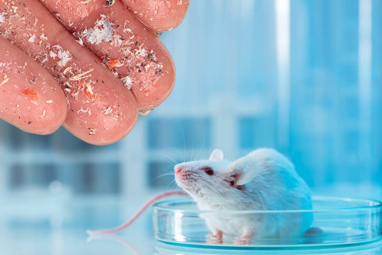 マウス実験で明らかになった体内のマイクロプラスチックの弊害