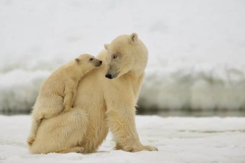 cuteanimals19_e