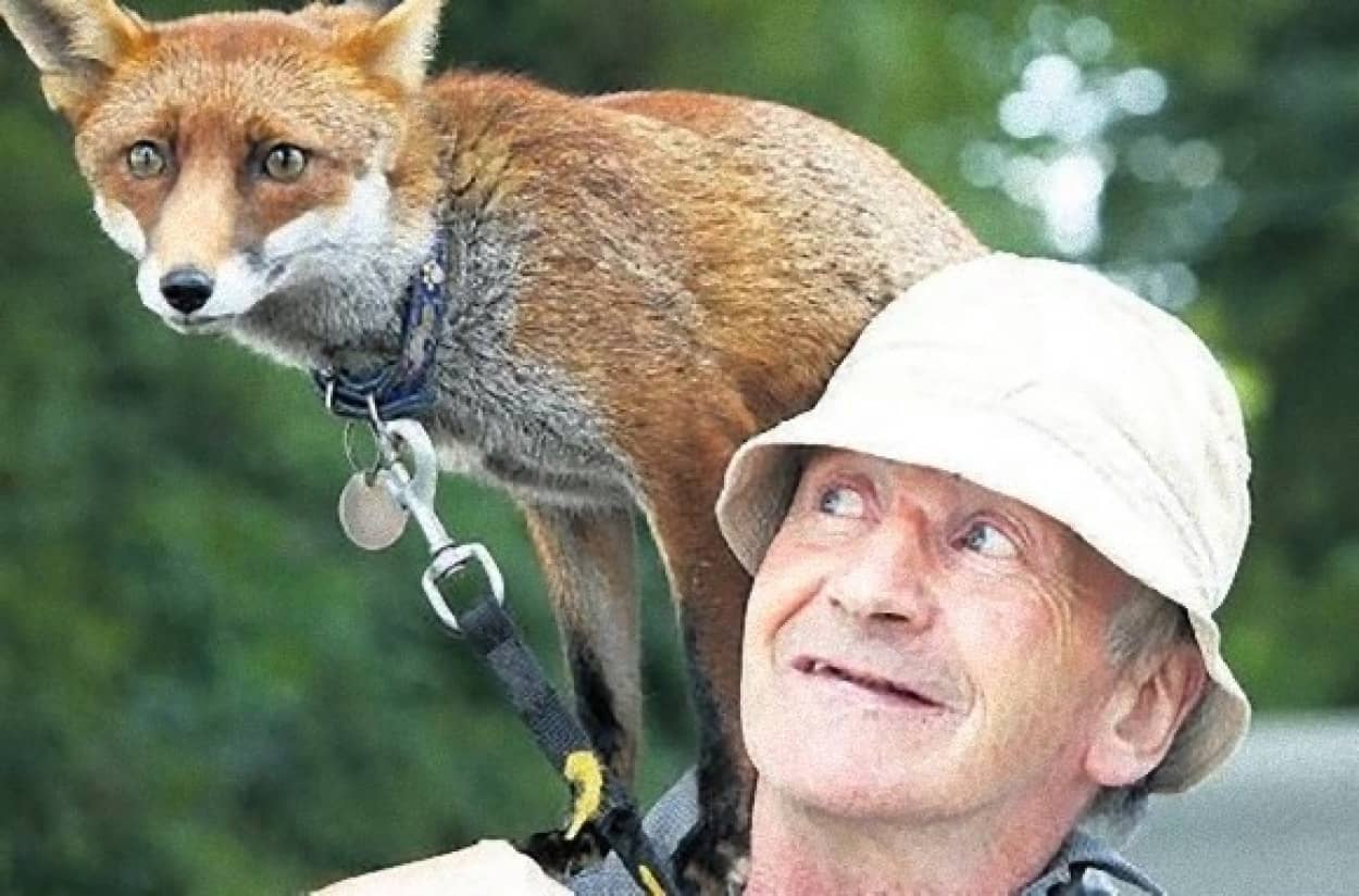 けっこういるもんだ 古今東西 キツネをペットにしている人々の写真 カラパイア