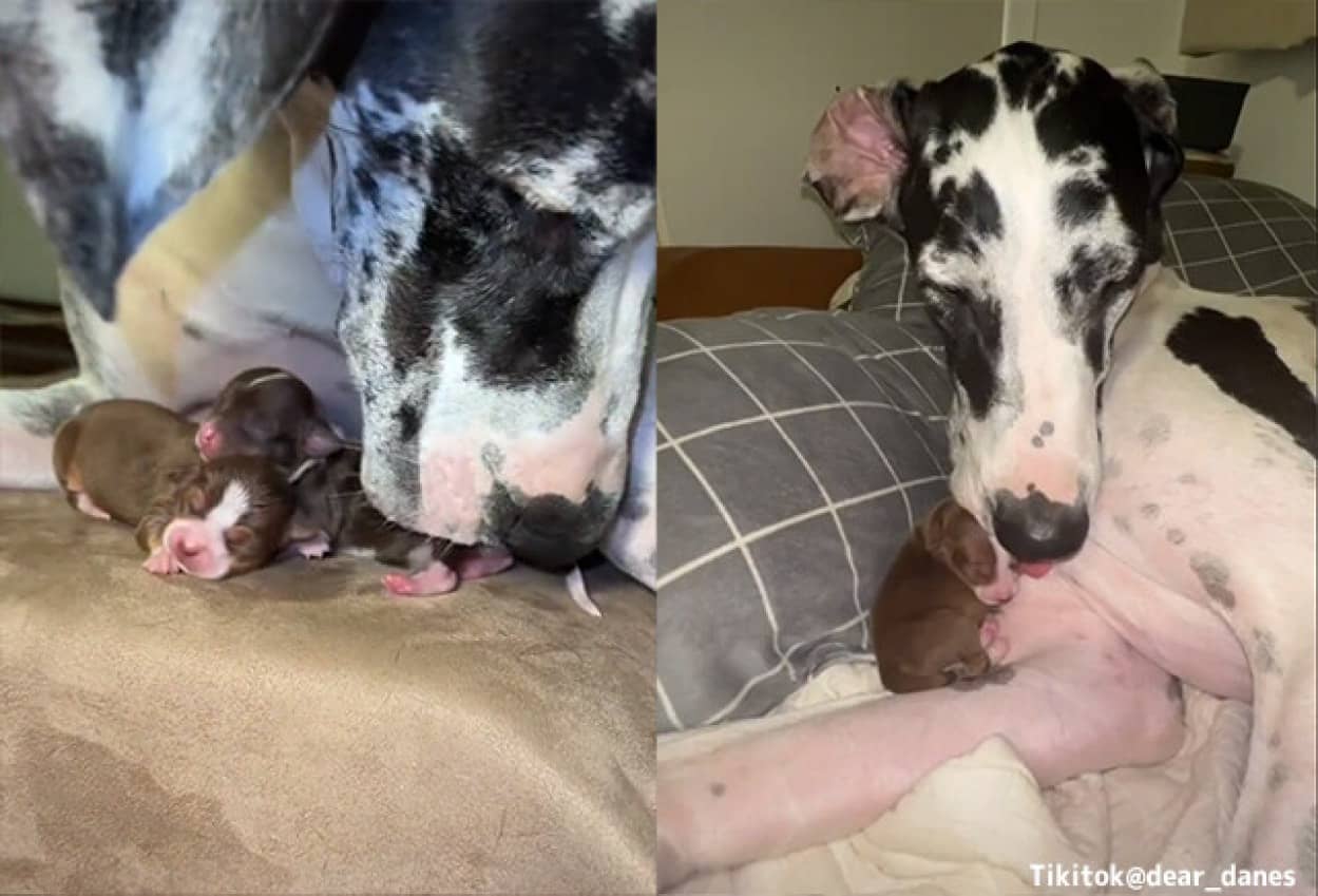 偽妊娠した犬のために子犬を迎え入れる