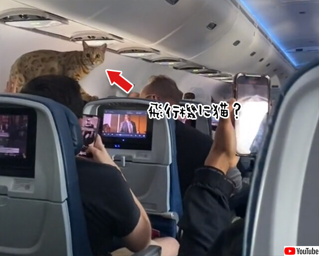 お客様？離陸中はシートベルトを締めてください。飛行機が離陸中に突如現れた猫
