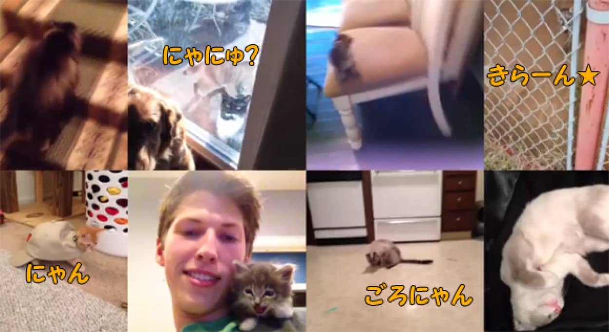 13年 面白猫動画ベスト9 カラパイア 13年 面白猫動画ベスト9 カラパイア