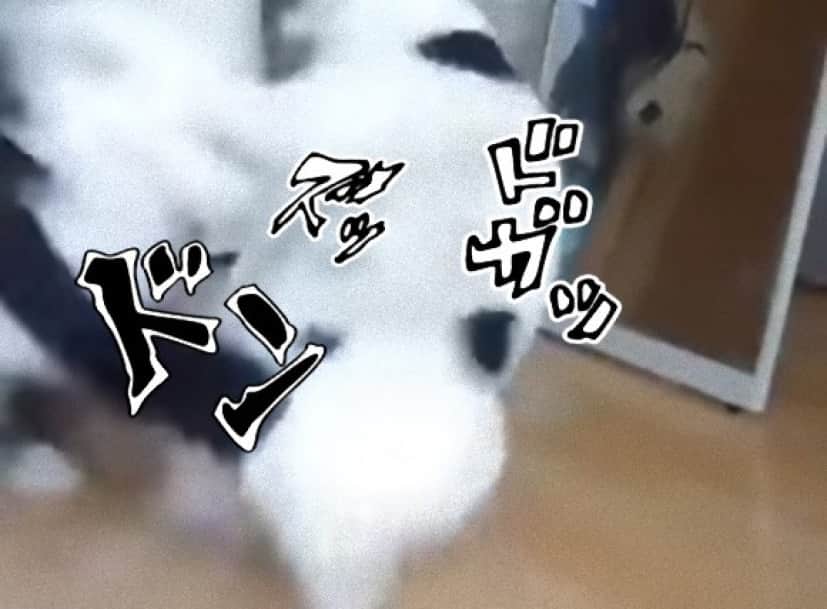 ね 簡単でしょ 猫の猫による猫の喧嘩を仲裁する方法 カラパイア ね 簡単でしょ 猫の猫による猫の喧嘩を仲裁する方法 カラパイア