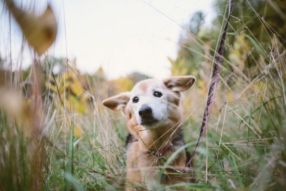 さようなら そしてすごくありがとう 16年間共に過ごした愛犬に別れを告げる為 思い出の写真を振り返る カラパイア さようなら そしてすごくありがとう 16年間共に過ごした愛犬に別れを告げる為 思い出の写真を振り返る カラパイア