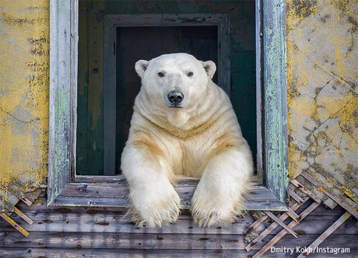 ファンタジーはここにあった。ロシアの小さな島で、廃墟の家に住みついたホッキョクグマ