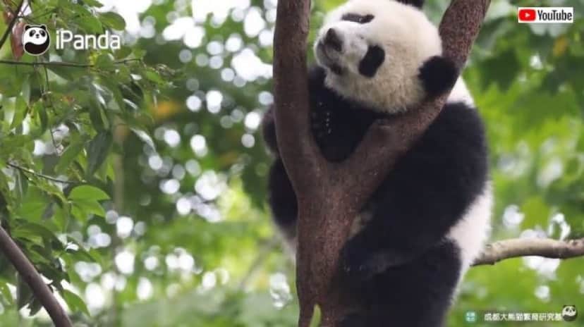 sleepypanda1_batch