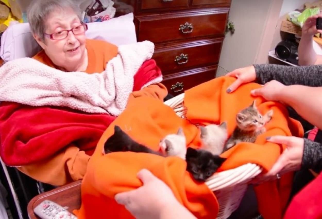 ホスピスで最後の医療を受けているおばあさんの唯一の願いは 死ぬまでに子猫をぎゅっと抱きしめたい だった その夢が叶う瞬間 カラパイア ホスピスで最後の医療を受けているおばあさんの唯一の願いは 死ぬまでに子猫をぎゅっと抱きしめたい だった その夢が叶う瞬間 カラパイア