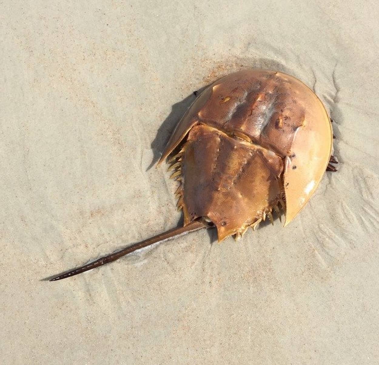 horseshoe-crab-1869338_640