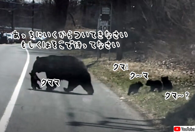 クマの母さんはてんてこまい！4匹の子グマの道路横断は一筋縄ではいかなかった