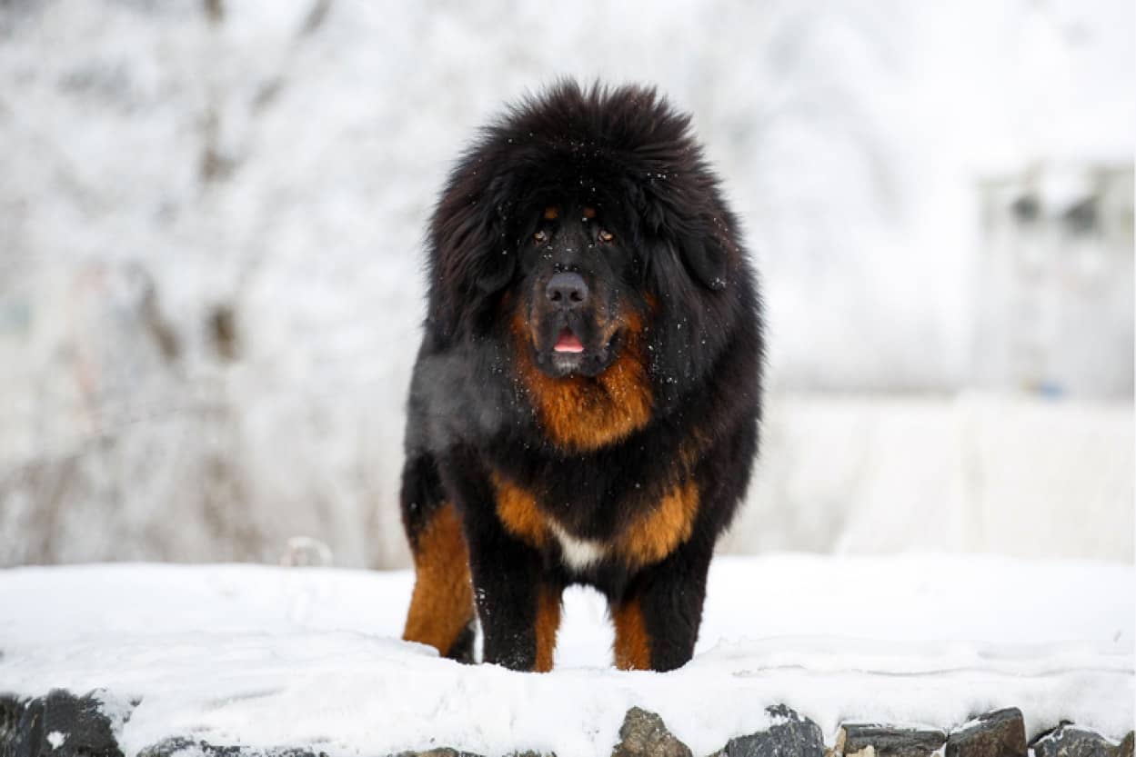 本気の大きさ 世界8種の大型犬図鑑 カラパイア