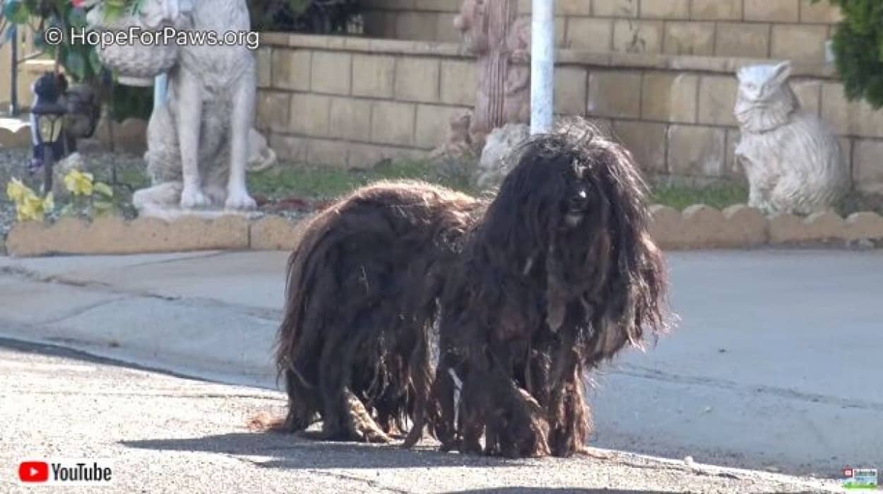 Hope For Paws さあこれでサッパリしたよ 放浪中の2年間毛が伸び放題だった犬のビフォア アフター カラパイア