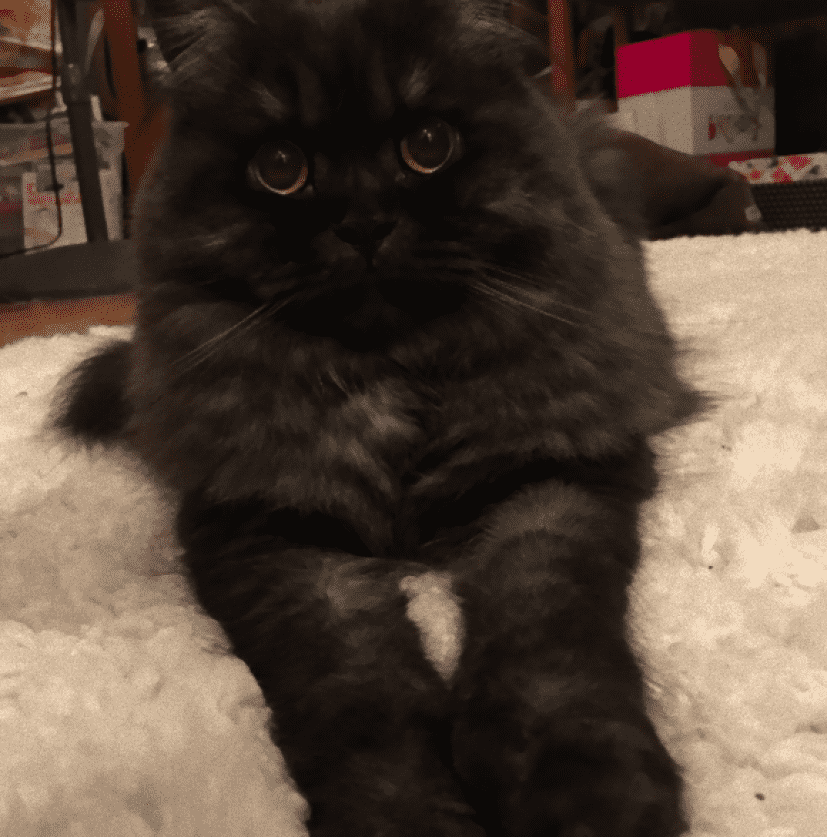 cat2_e