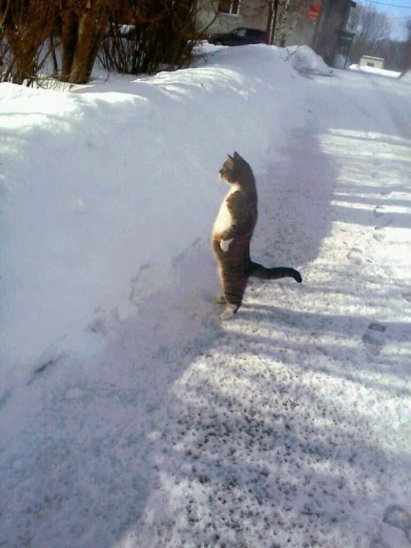 standing-cats20_e