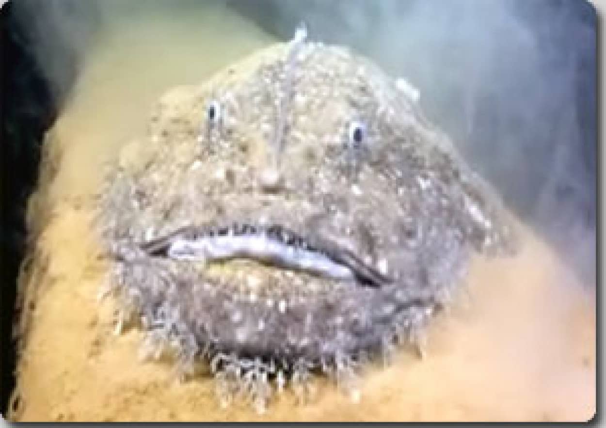 あにこう