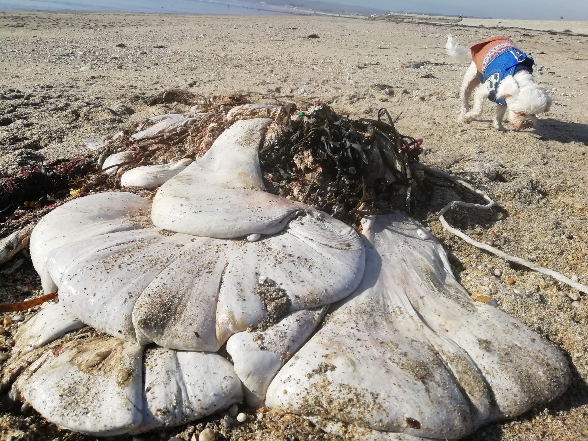 エイリアンの落とし物？イギリスの海岸に打ち上げられた巨大な袋状の物体の正体は？