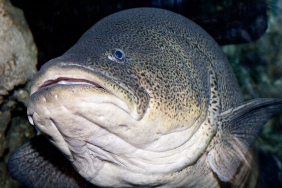 Murray_cod_melb_aquarium