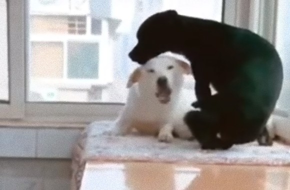 育児中の母犬をいたわる父犬 おやつを運び母犬をぎゅっとハグ カラパイア 育児中の母犬をいたわる父犬 おやつを運び母犬をぎゅっとハグ カラパイア