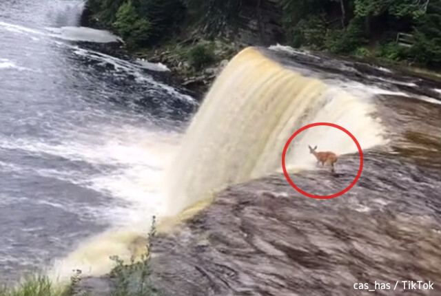 鹿に一体何が！？滝の上から15メートル下の川に飛び込む姿が目撃される