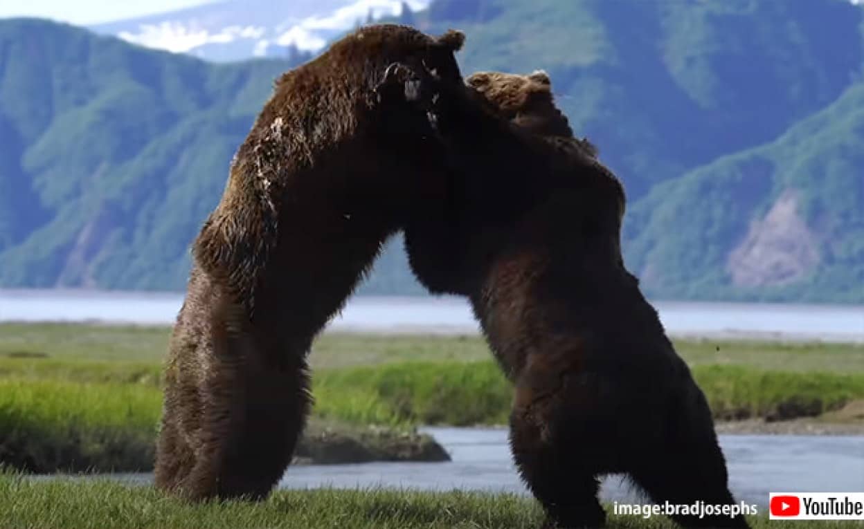 グリスリーベアのオス同士の激しい戦い