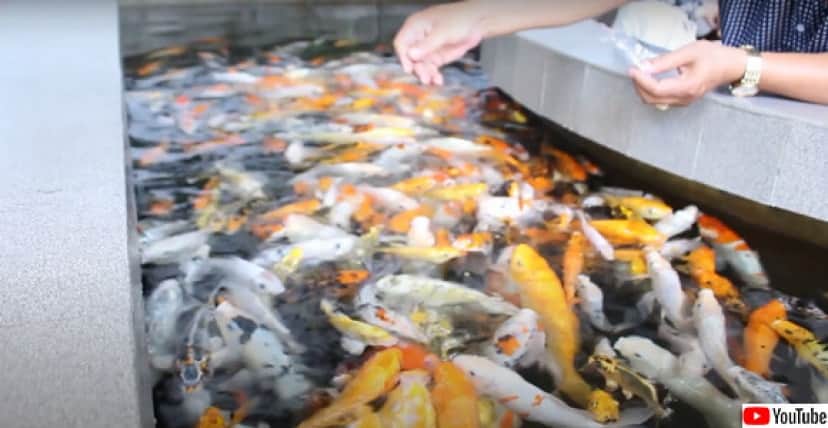 こんどは鯉 ベトナムで人気の鯉カフェ カラパイア
