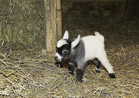 Pygmy-Goat_e