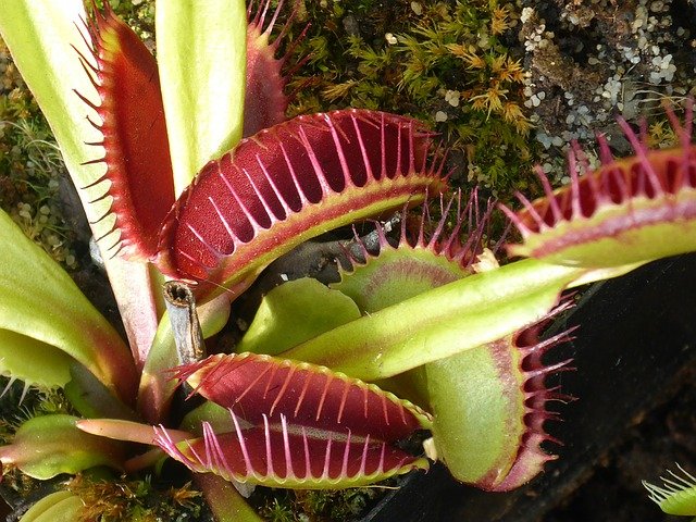 venus-flytrap-1531345_640